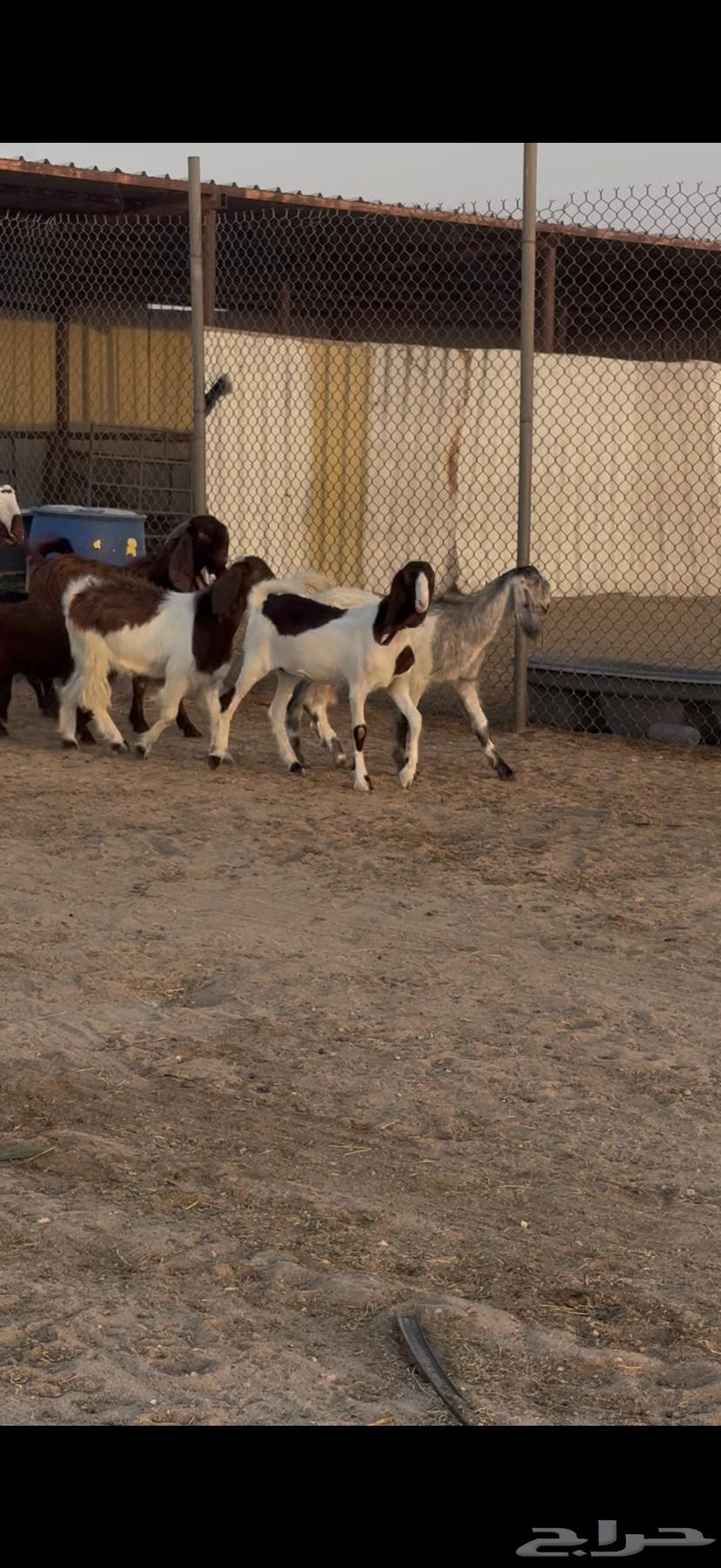 للبيع جفرات فاخره مصريات خصم64427410039298114