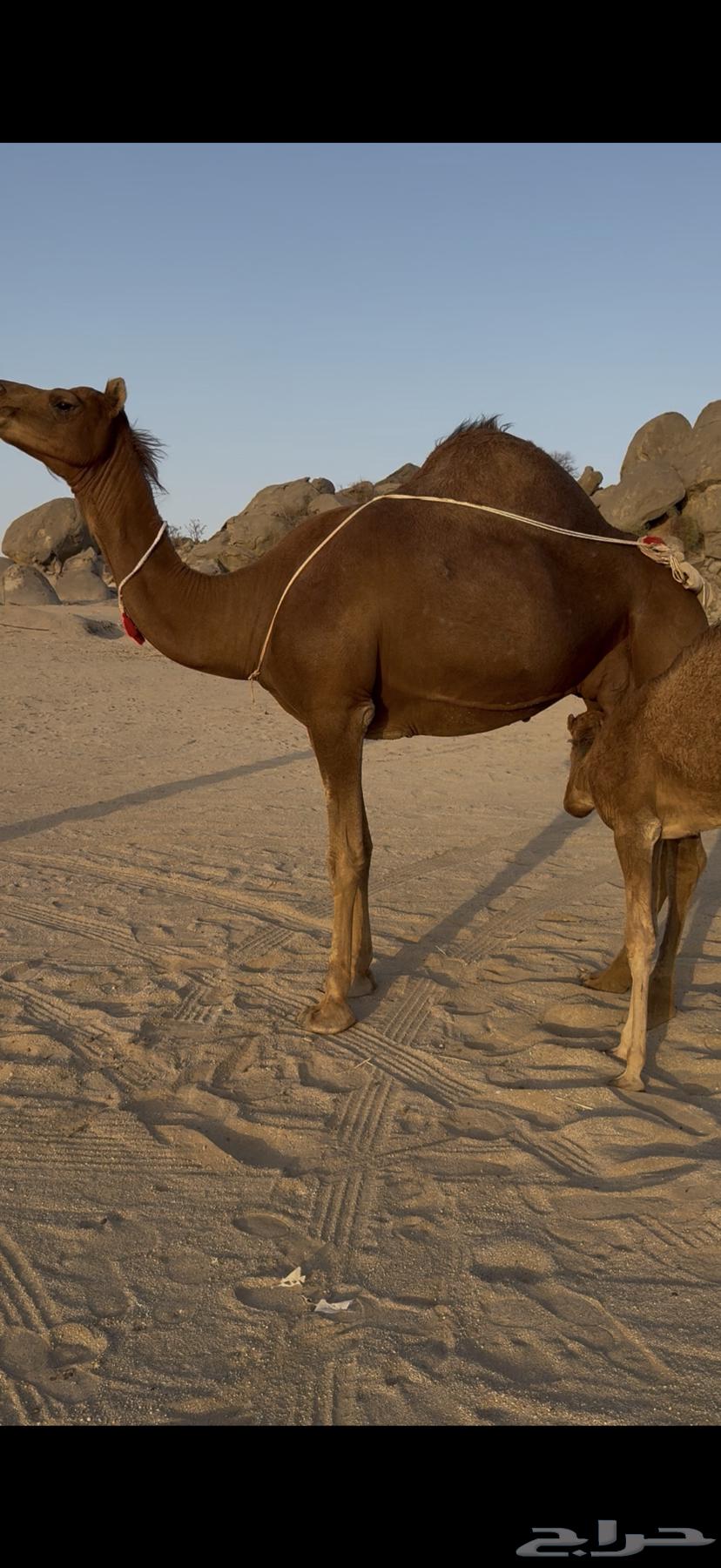 خلفة ساحلية مصغر حمراء دم64433444905987110