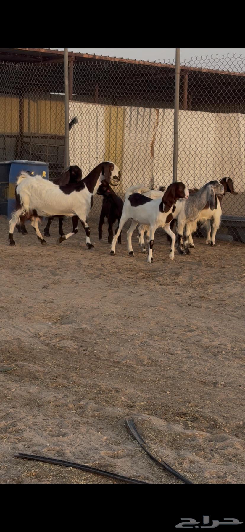 للبيع جفرات فاخره مصريات خصم64427410039298112