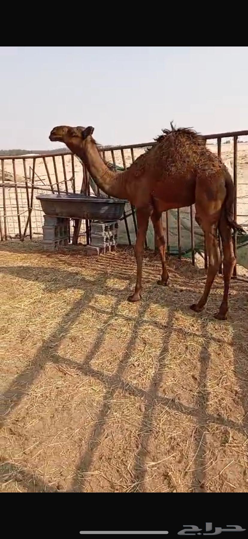 حاشي لباني64423102713729113