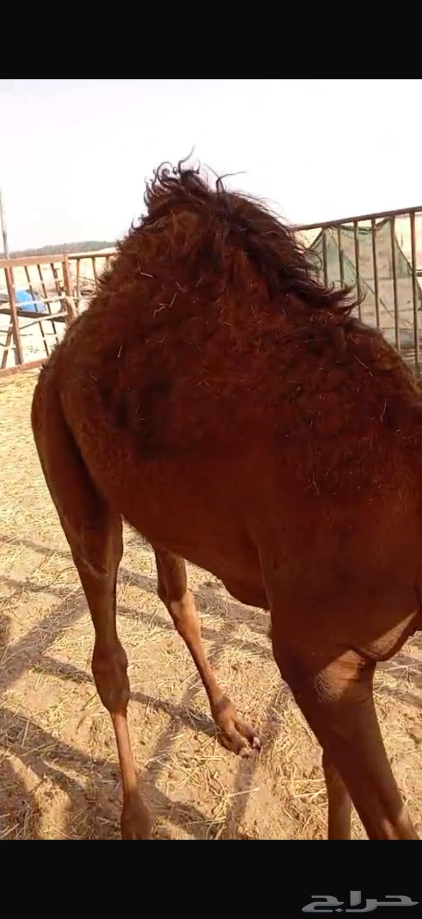 حاشي لباني64423102713729114