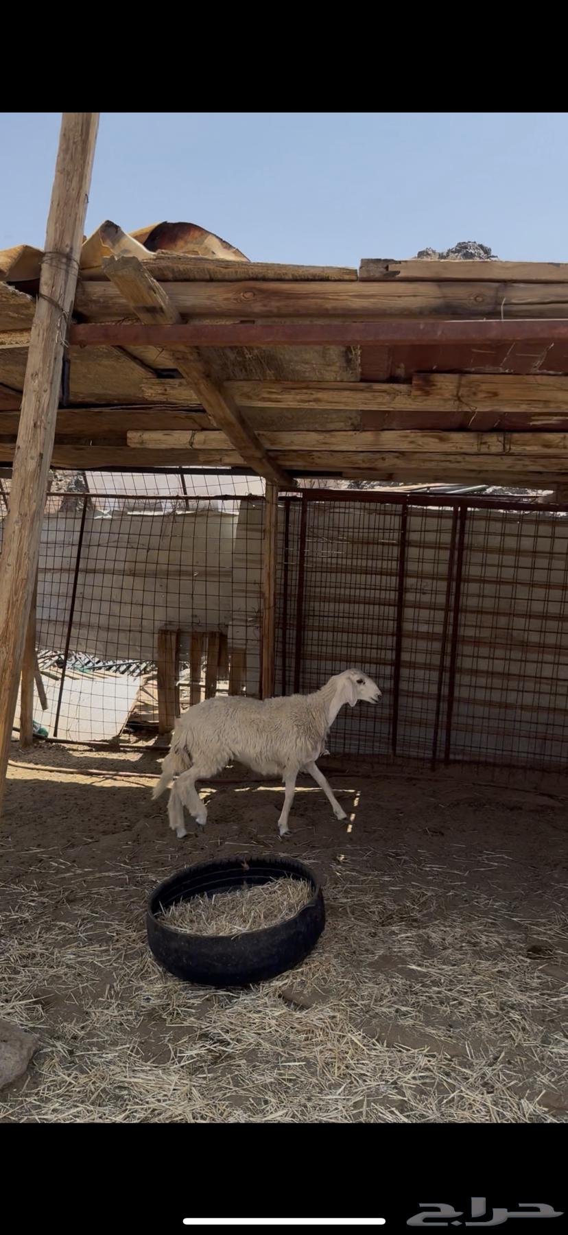 رخل حريه ذبيحه64427797868673113