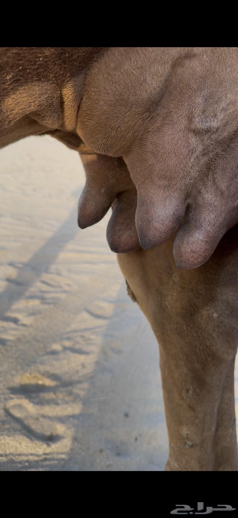 خلفة ساحلية مصغر حمراء دم64433444905987113