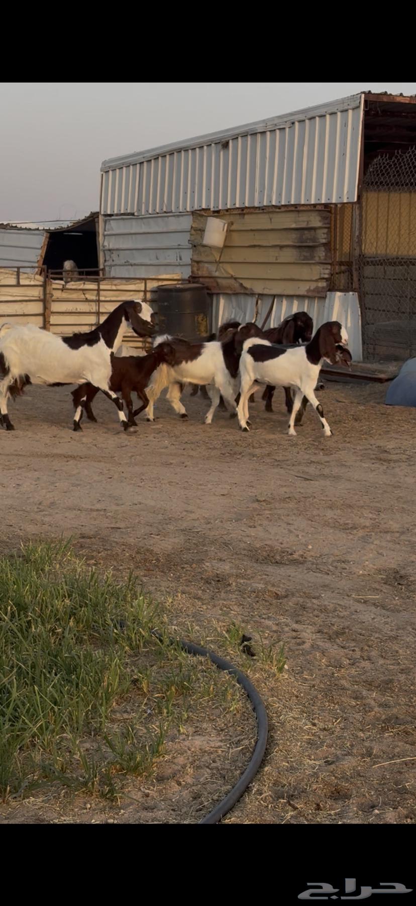 للبيع جفرات فاخره مصريات خصم64427410039298110