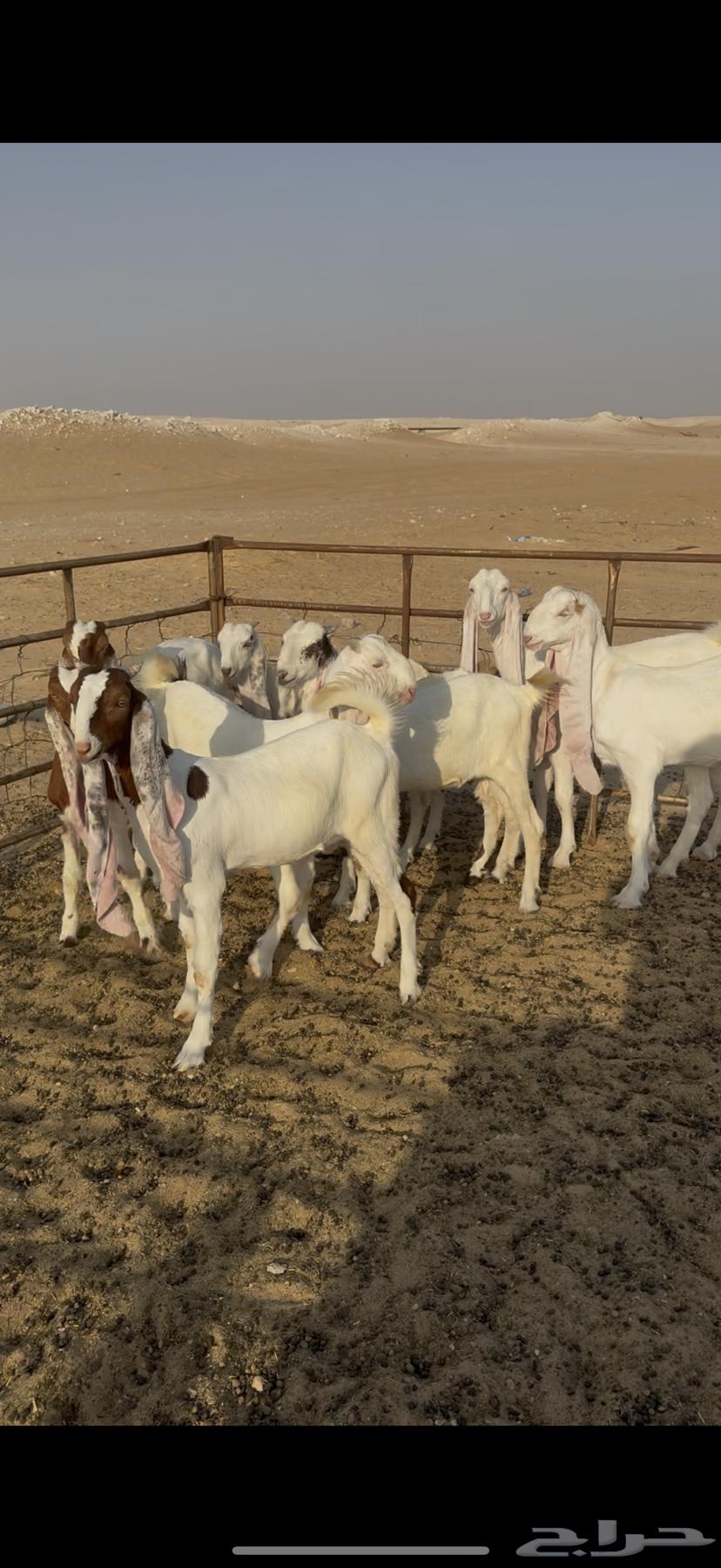 Dutch Falcons IDs64428241883009110