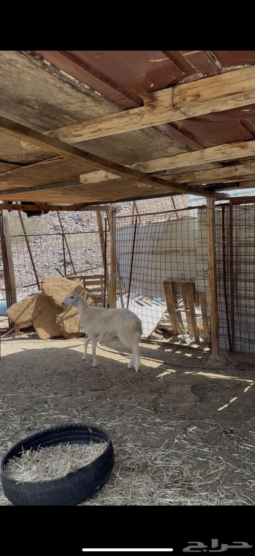 رخل حريه ذبيحه64427797868673111