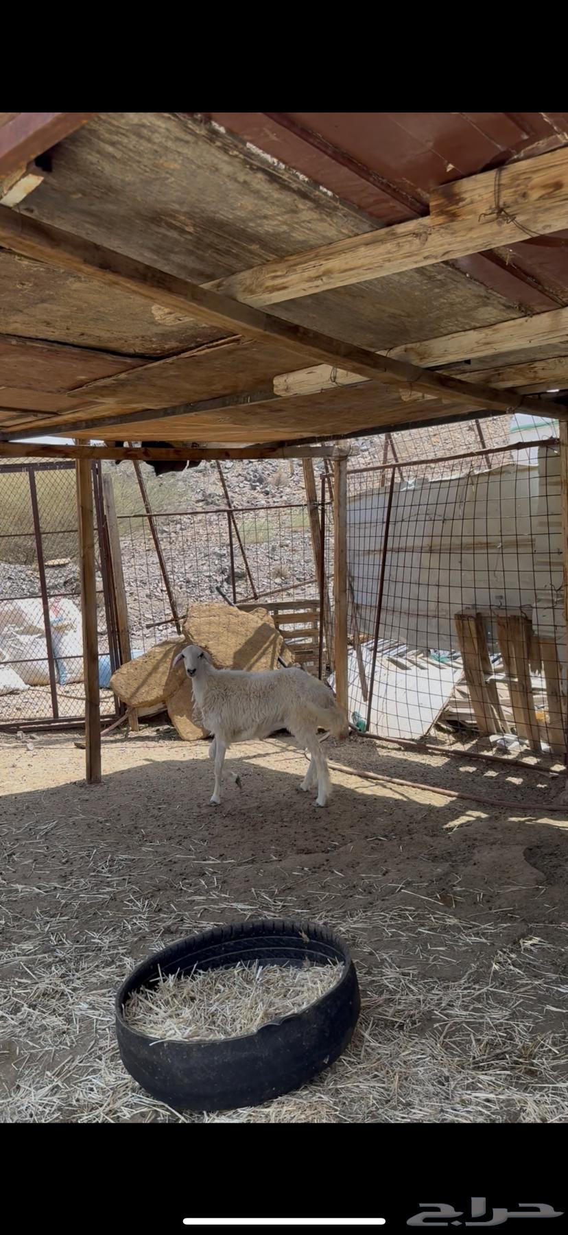 رخل حريه ذبيحه64427797868673112