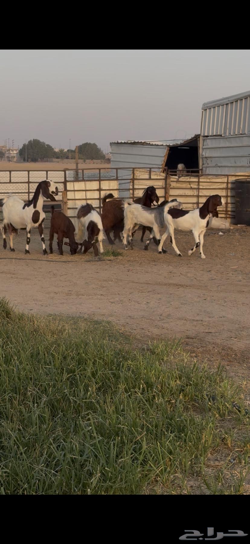 للبيع جفرات فاخره مصريات خصم64427410039298111