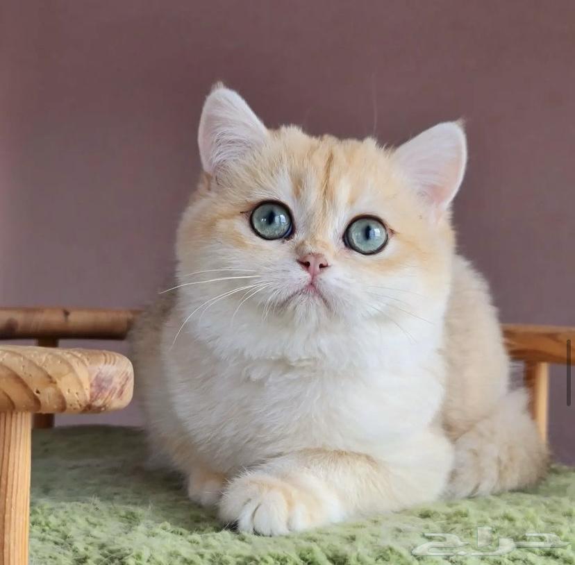 برتش للبيع مستوى عالي64405028438146112