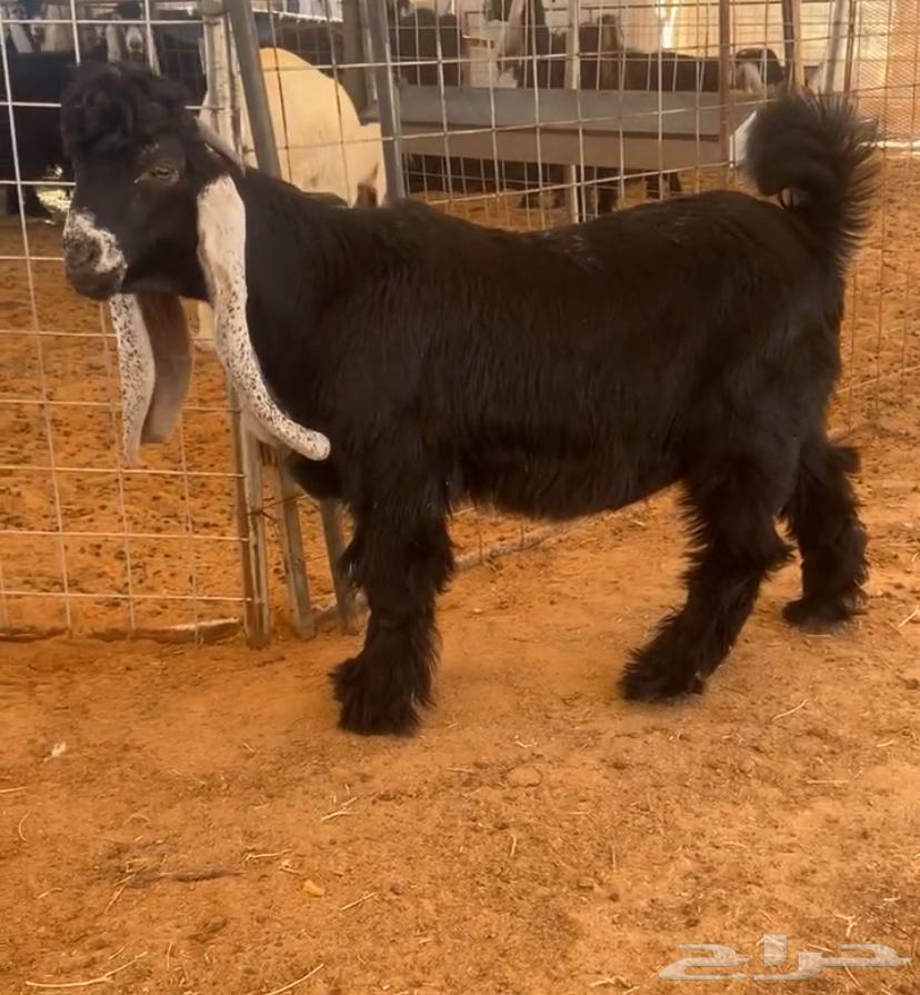 Lateral Trunk (Sold)64432809218945110