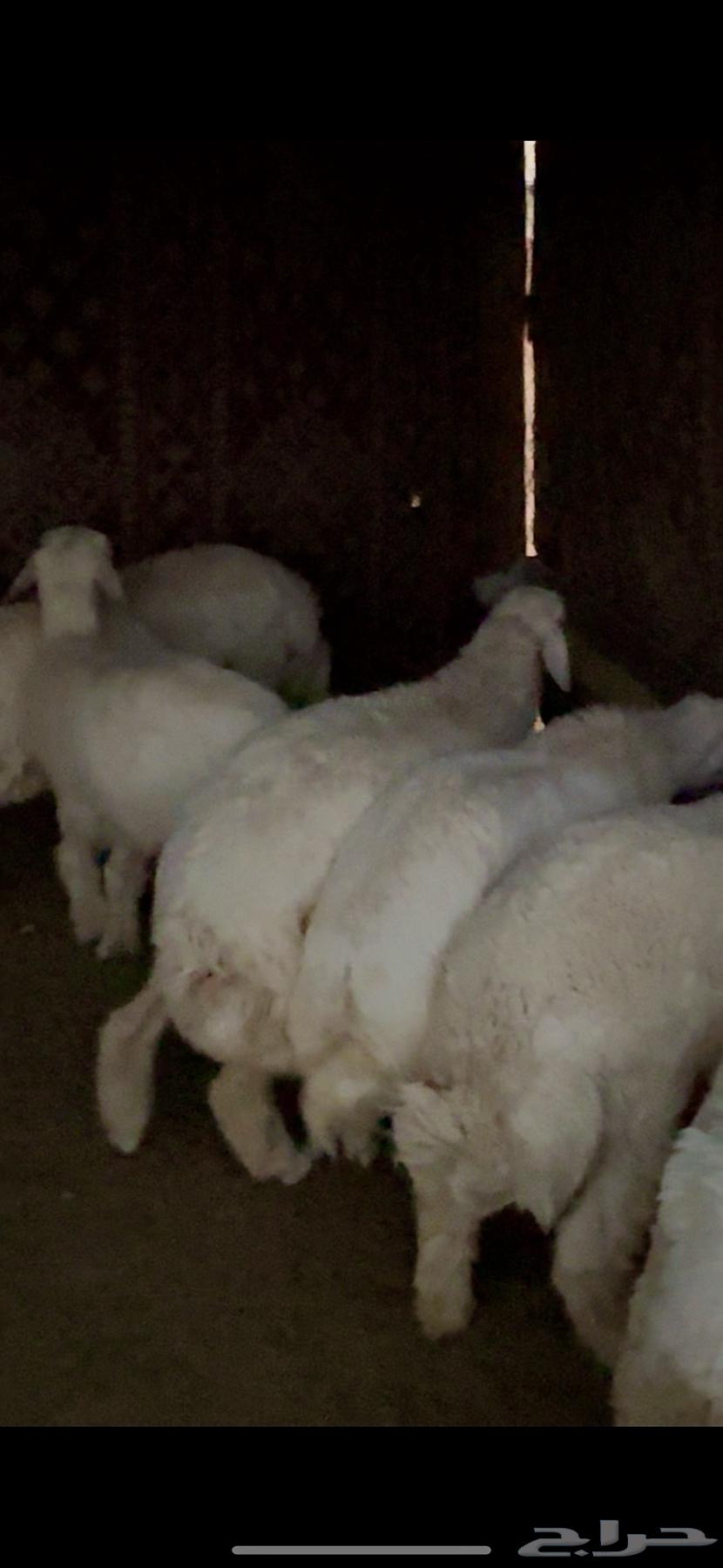 Freshly Slaughtered Lambs and Goats64431008104578111