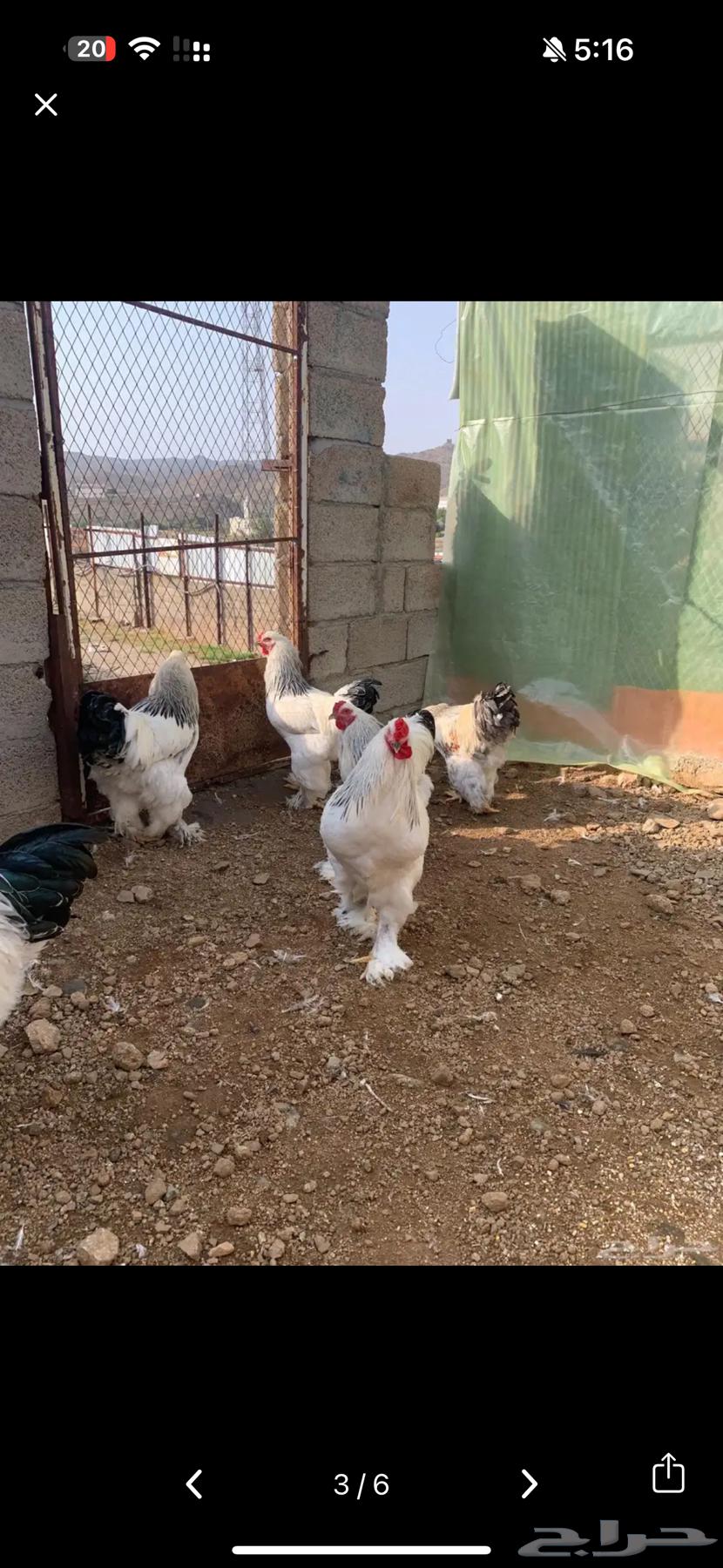 متوفر الان بيض براهما كولمبي فاخر64433175190915112