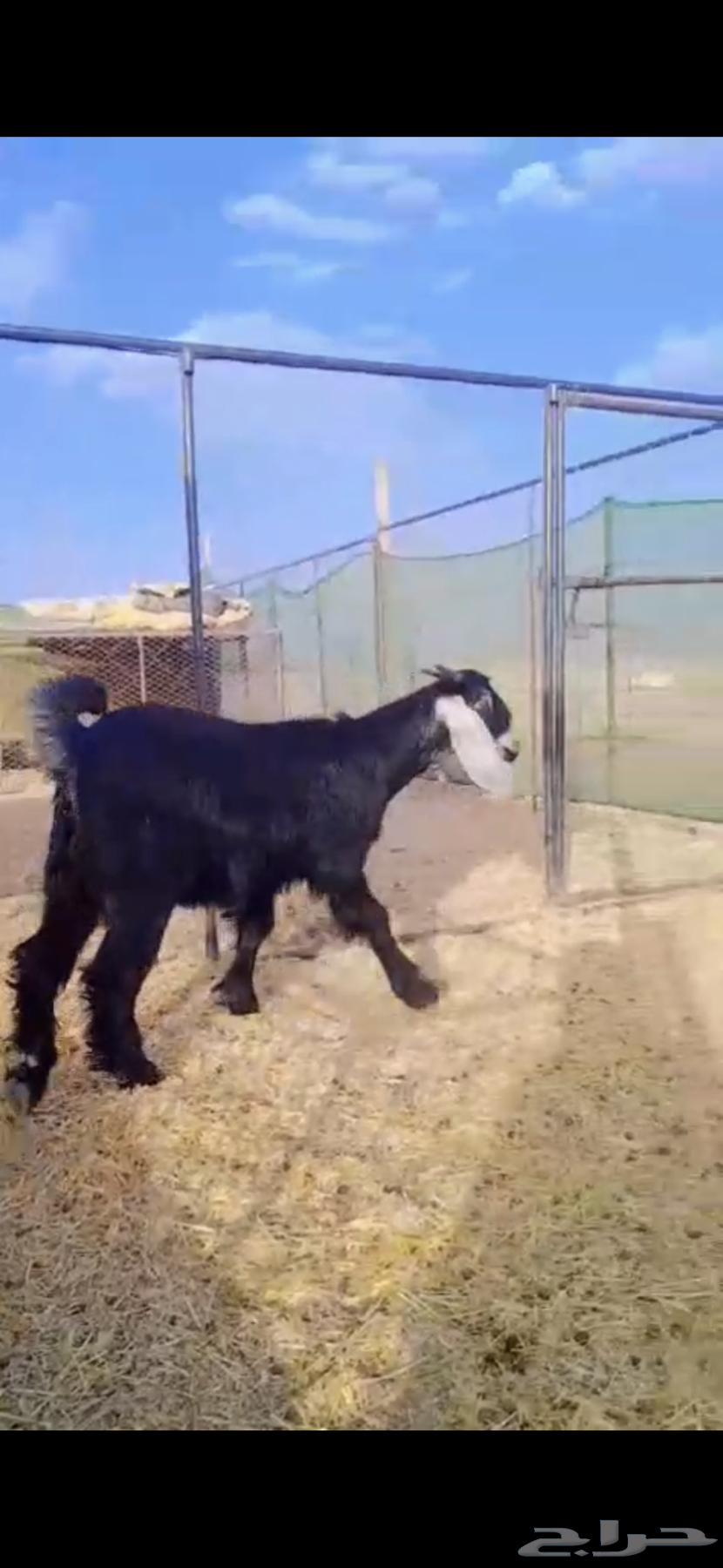 Tios Mkhasi in Fat (Sold Outside the Site)64429641002115112