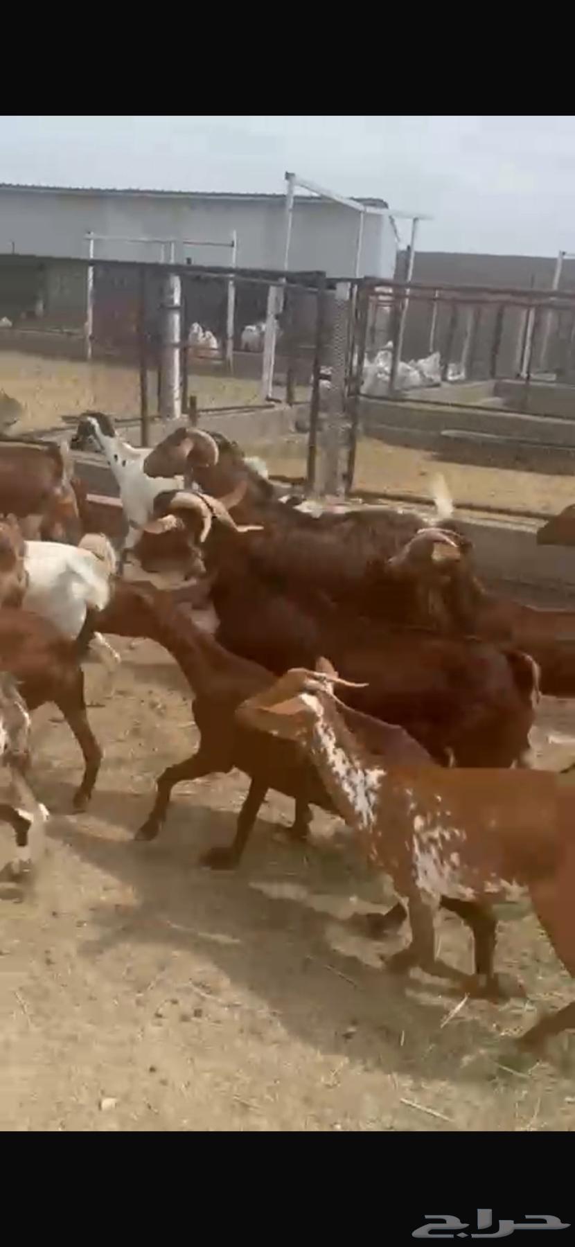 معزا حص للبيع64432537079811112