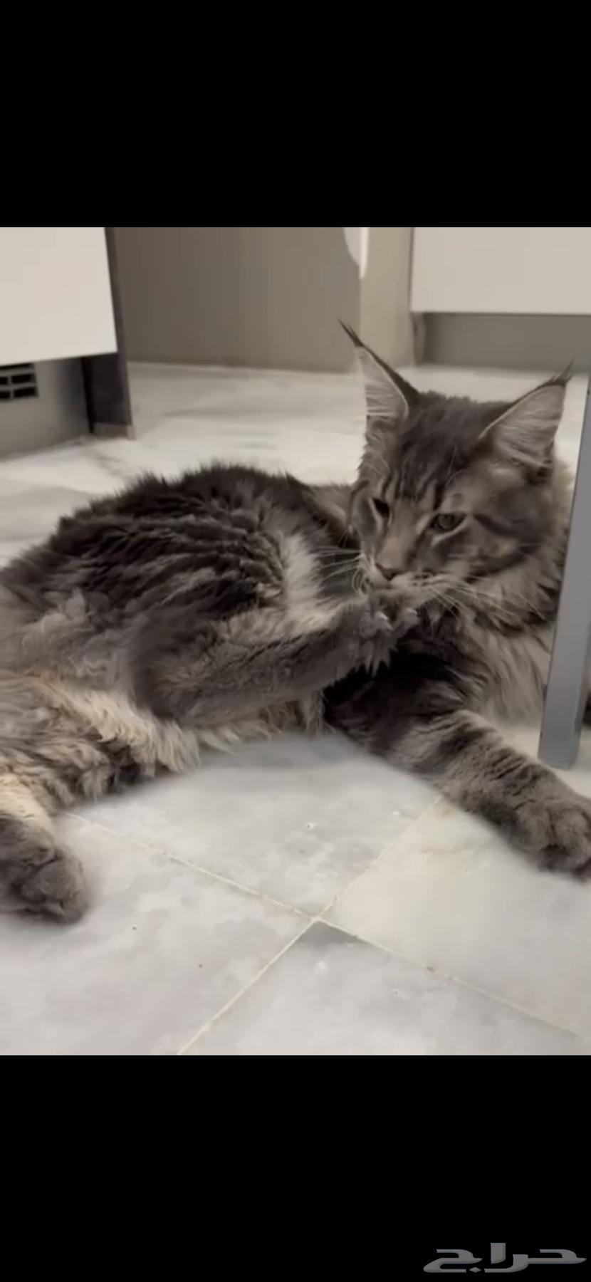 قطط ماين كون للبيع خصومات64433390840321114