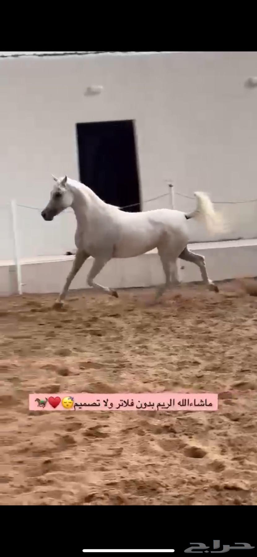 غرف اجار للخيل بسعر منافس وصحة جيده للخيل64431413069955112