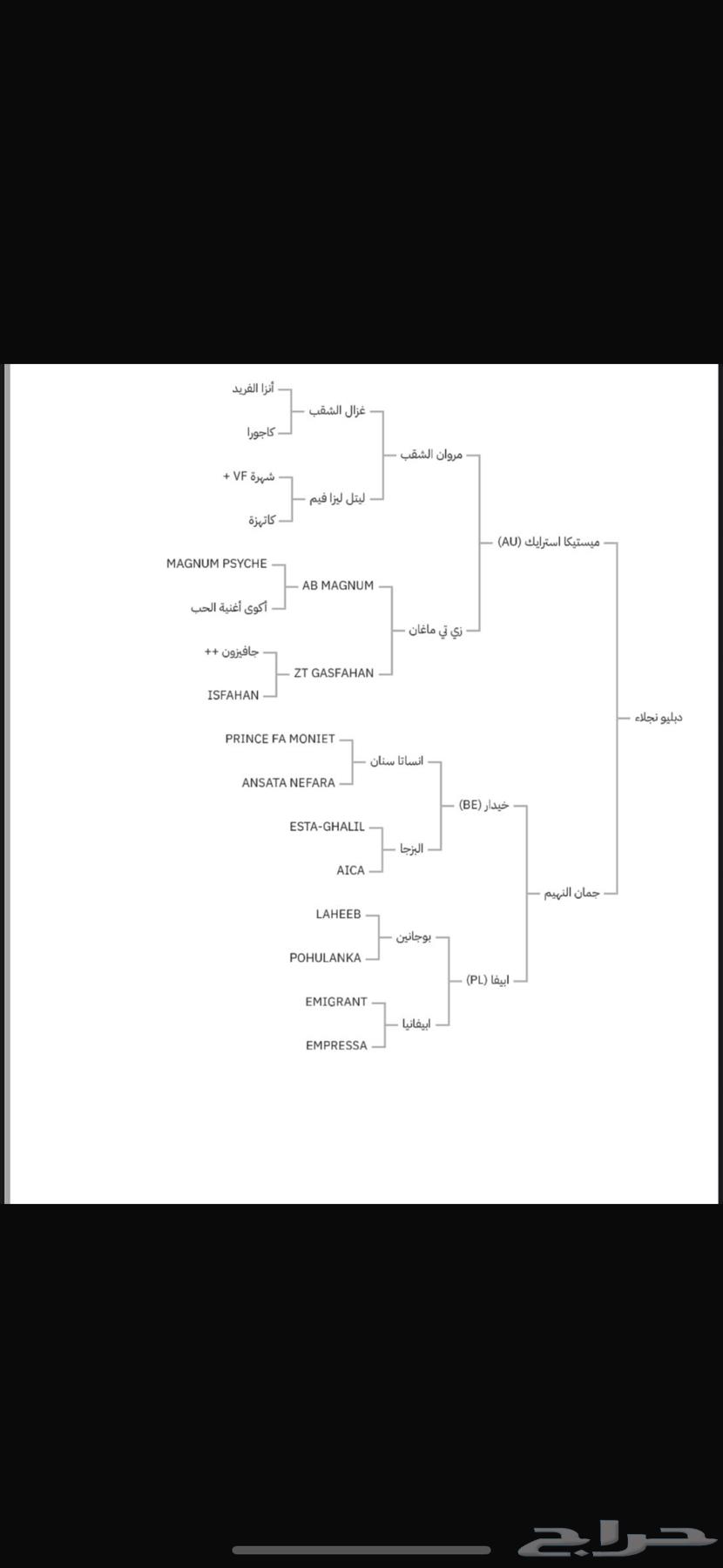 عرض واهو فرس64426685342209111