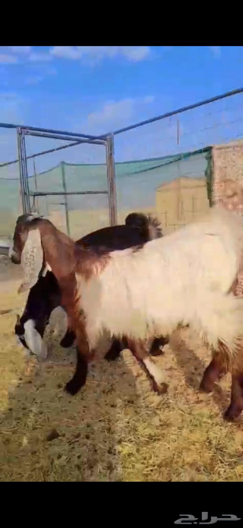 Tios Mkhasi in Fat (Sold Outside the Site)64429641002115111