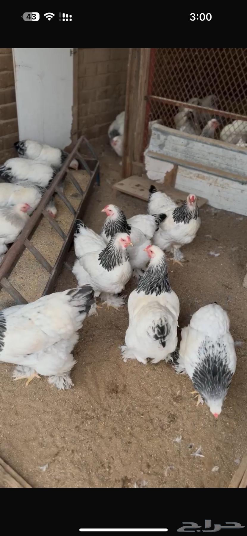 متوفر الان بيض براهما كولمبي فاخر64433175190915111