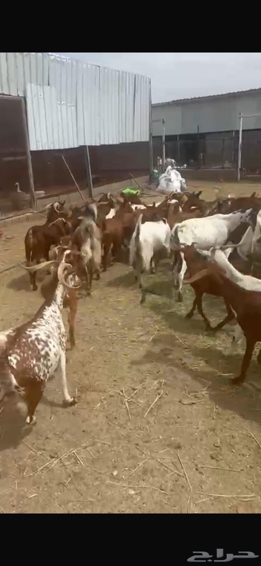 معزا حص للبيع64432537079811111