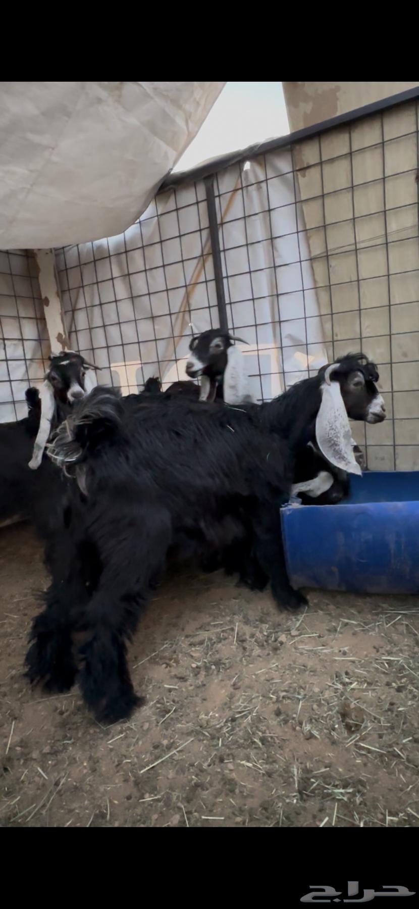 Freshly Slaughtered Lambs and Goats64431008104578113