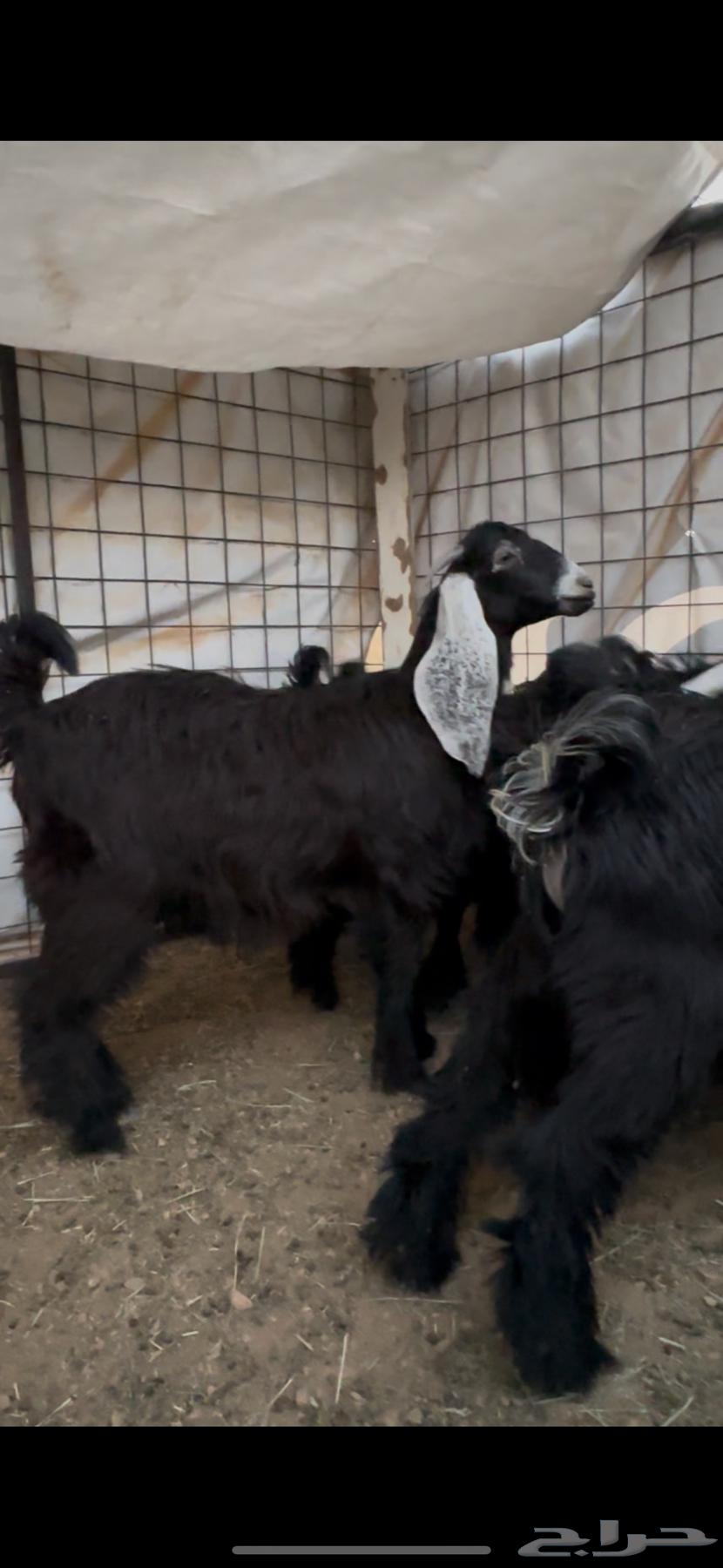 Freshly Slaughtered Lambs and Goats64431008104578112