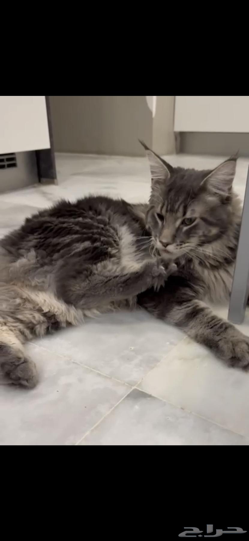 قطط ماين كون للبيع خصومات64433390840321113