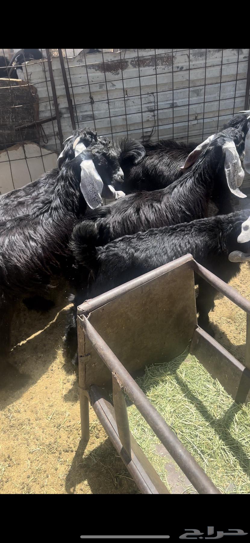 تيوس مندي عوارض (تم البيع)64428738812417114