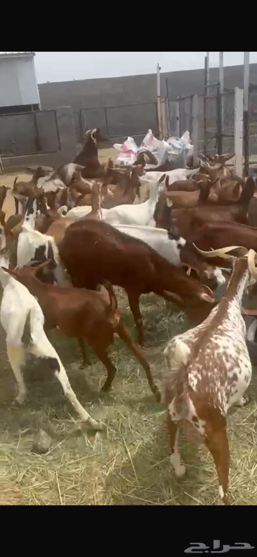 معزا حص للبيع64432537079811110