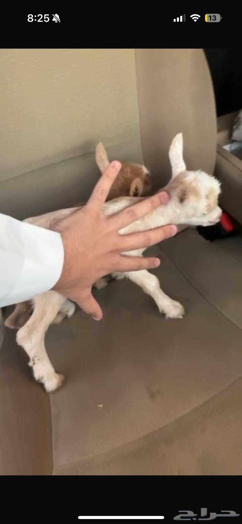 ماعز قزم جفرات تشيكي تم البيع64432305307778110