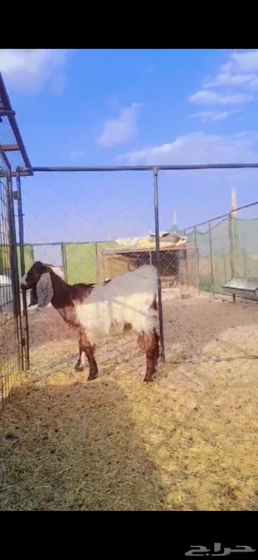 Tios Mkhasi in Fat (Sold Outside the Site)64429641002115110