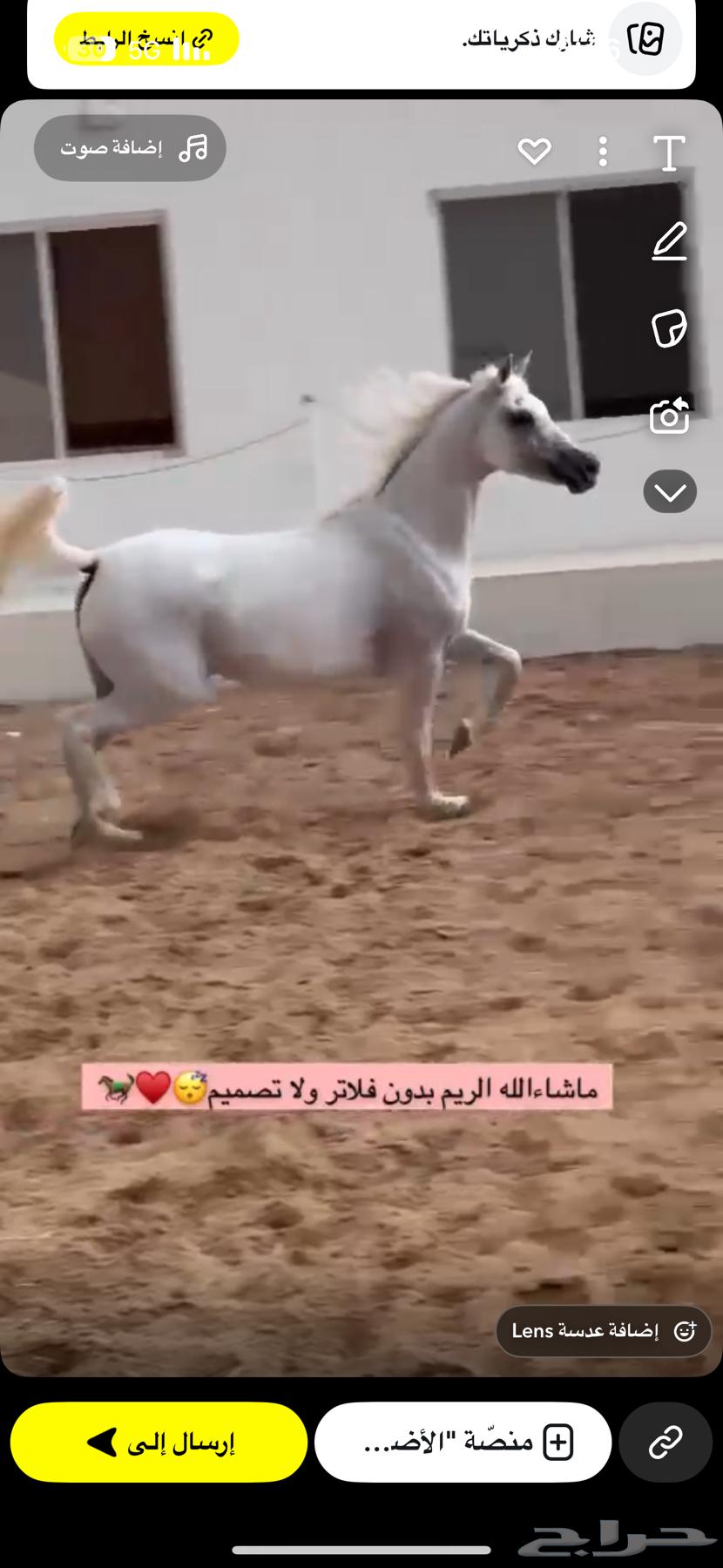 غرف اجار للخيل بسعر منافس وصحة جيده للخيل64431413069955113
