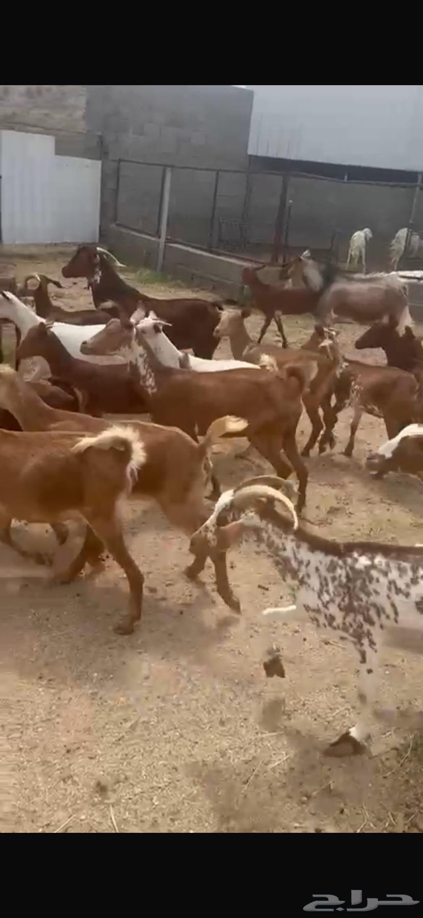 معزا حص للبيع64432537079811113