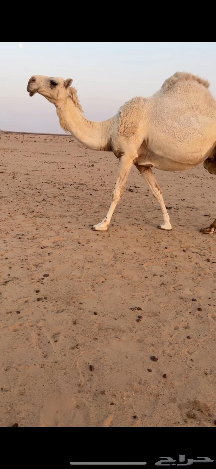 ناقه كفو للبيع64433148059139110