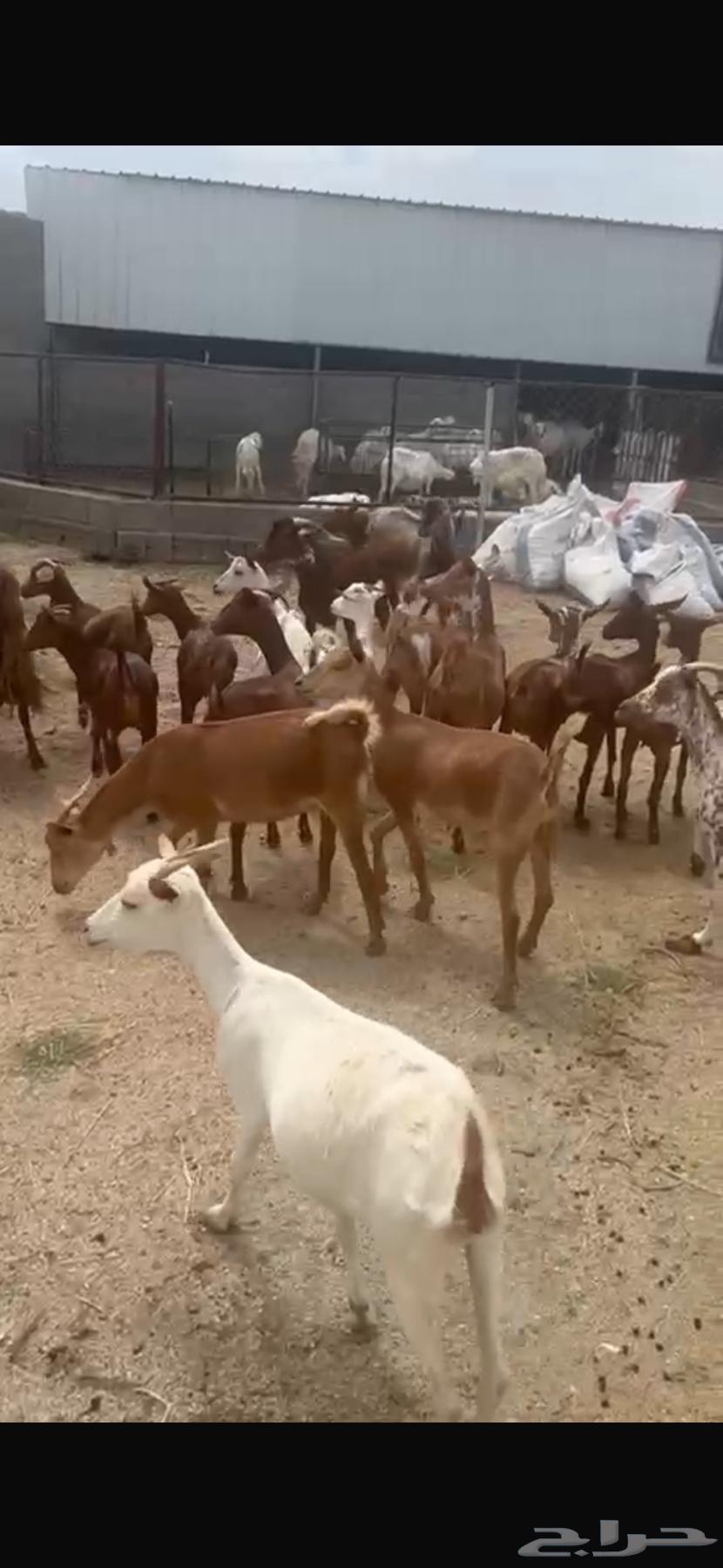 معزا حص للبيع64432537079811114