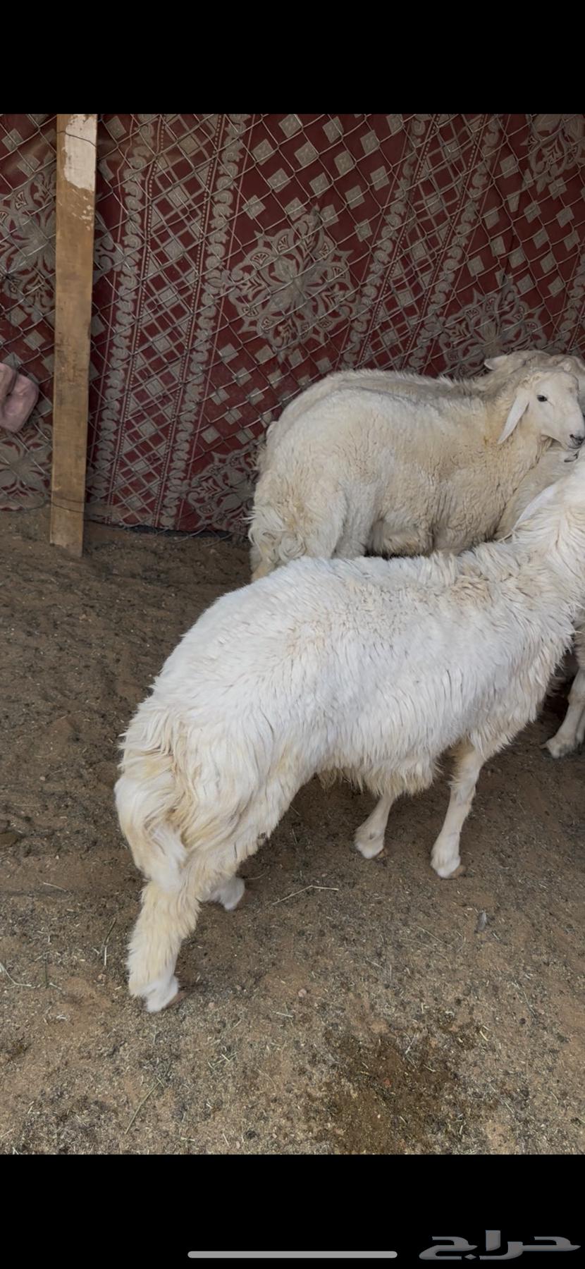 Freshly Slaughtered Lambs and Goats64431008104578110