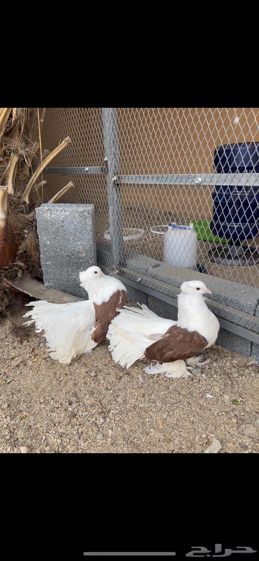 زوجين رقاص امريكي تم البيع64427744583809113