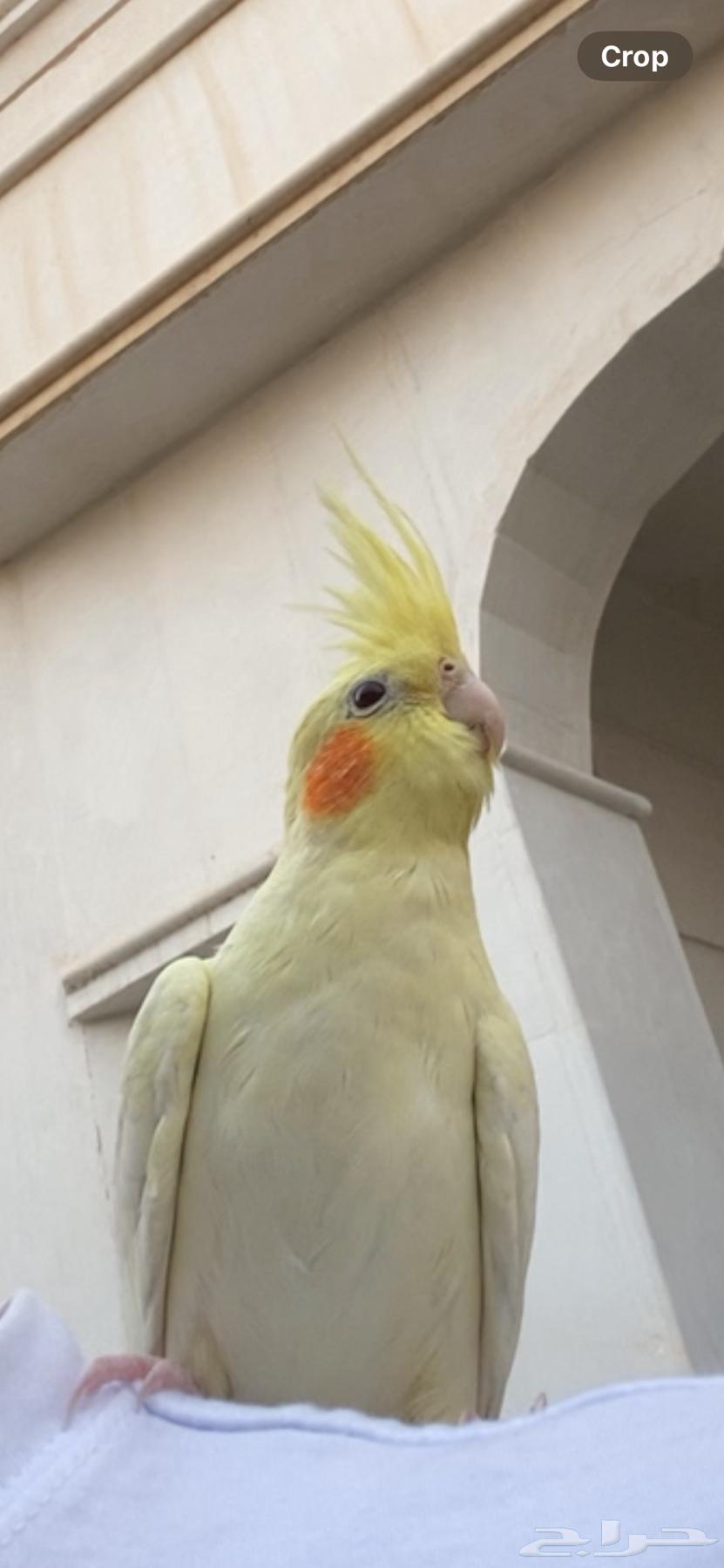 طير كروان لاتينو ضايع مكافأه للي يحصله64431657481475110