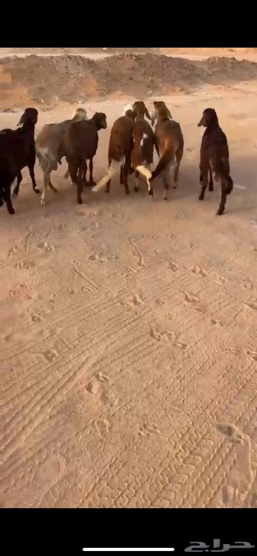 For sale, Hemery sheep ((Sold))64431115613698111