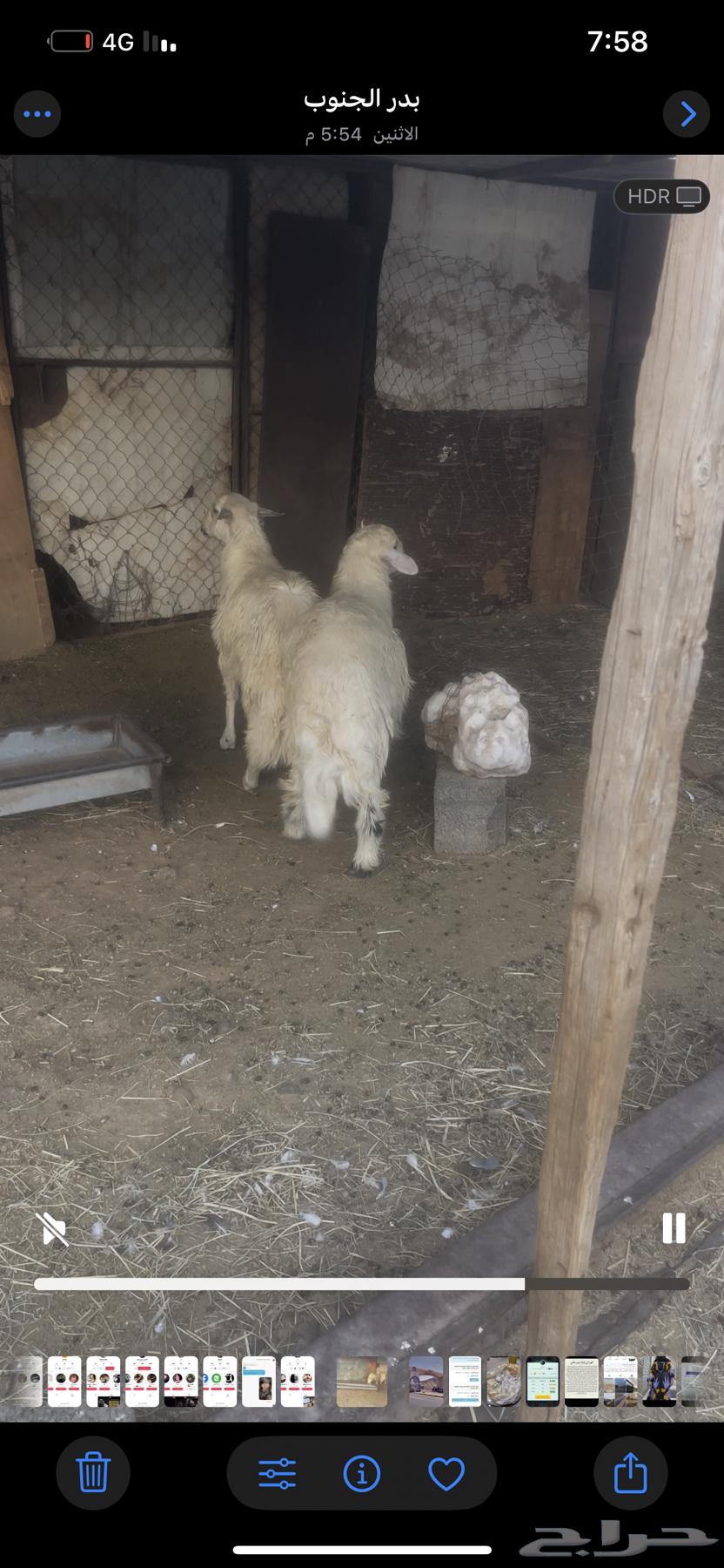 Two good sheep, one at 1500, available at Haddadah location64432210460162110