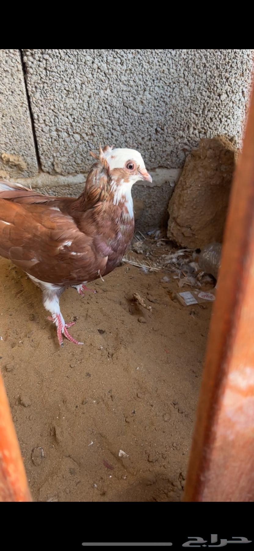 حمام زينه مستويات من1064432985713027112