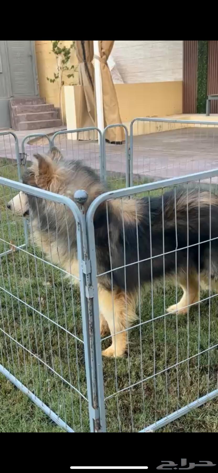 الاسكا مالموت للبيع64428013116289114