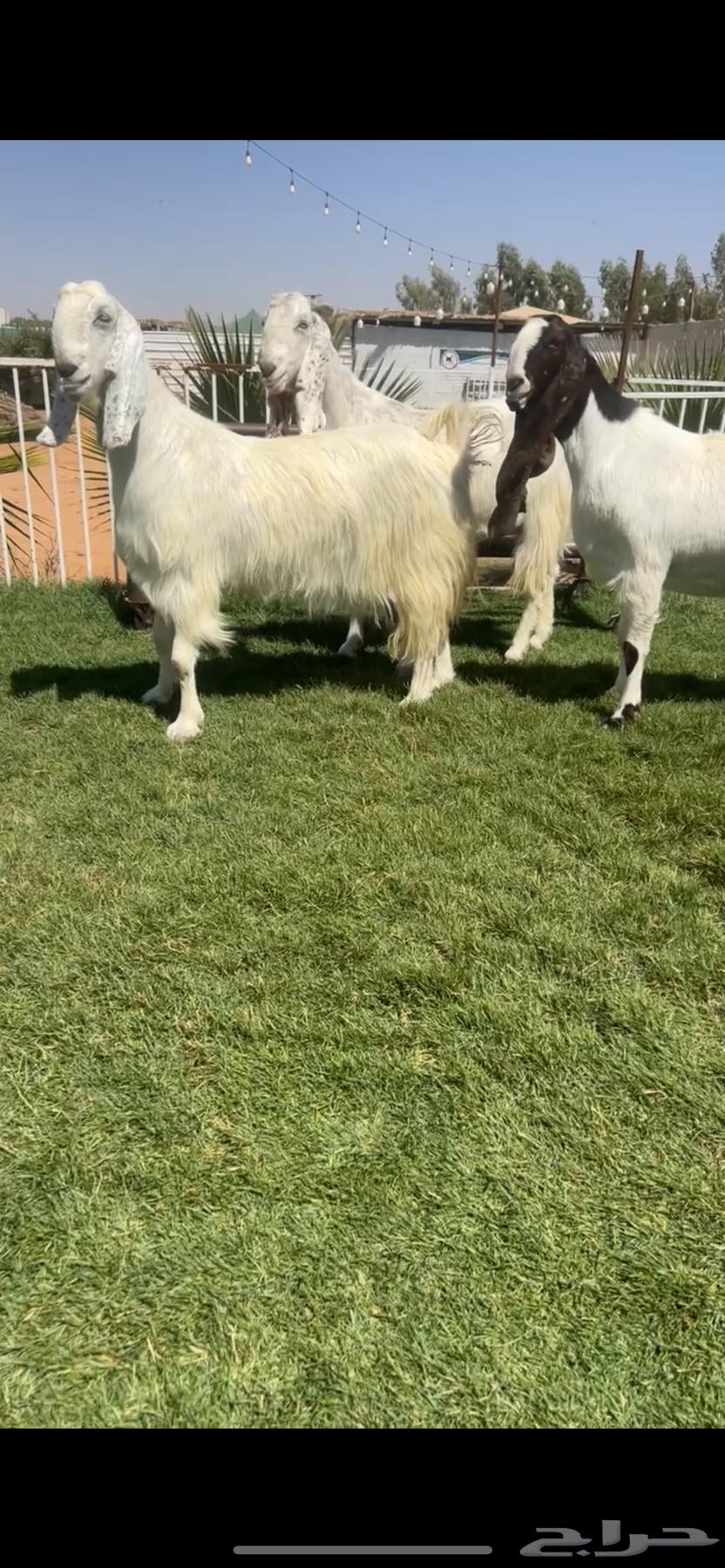 للبيع معزاء مطورات جروم كفففو تم البيع64429641133955110