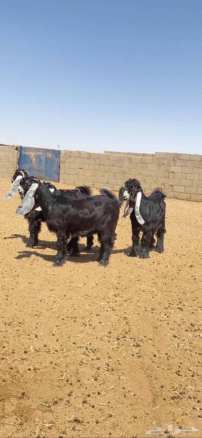 جفرات عوارض صنف64429775806339111