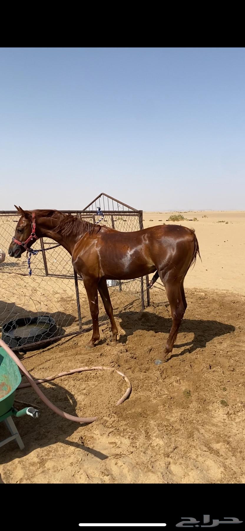 للبيع مهر أشقر64432660032131111