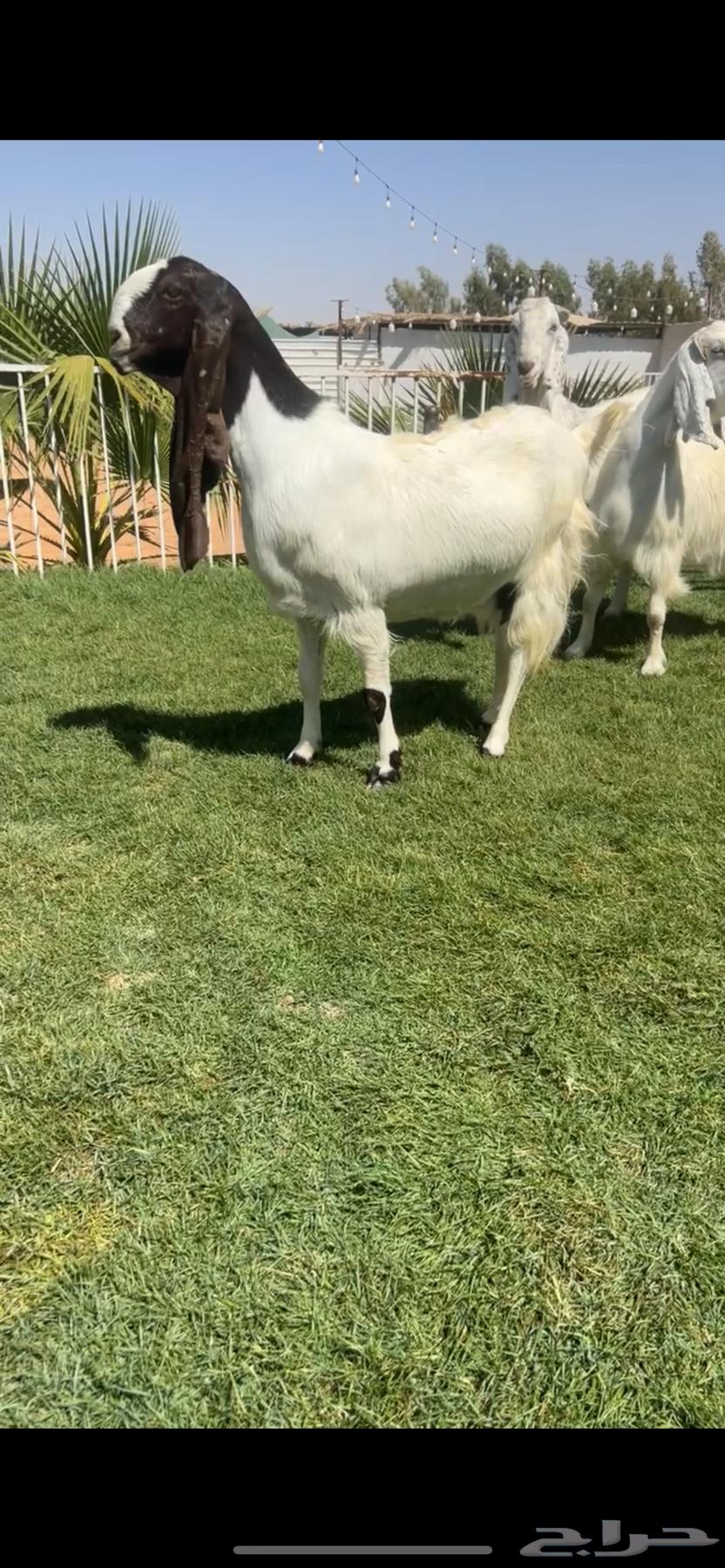 للبيع معزاء مطورات جروم كفففو تم البيع64429641133955111