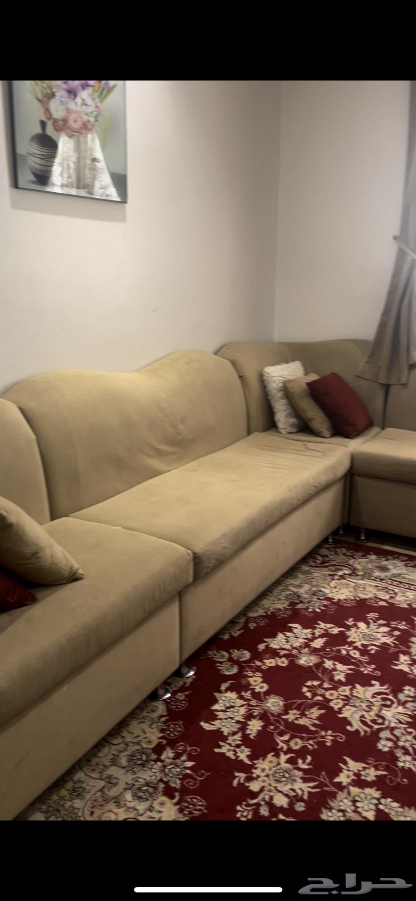 Sofa, carpet, and bedding with a decorative tree for 2500 SAR negotiable64427357218307110