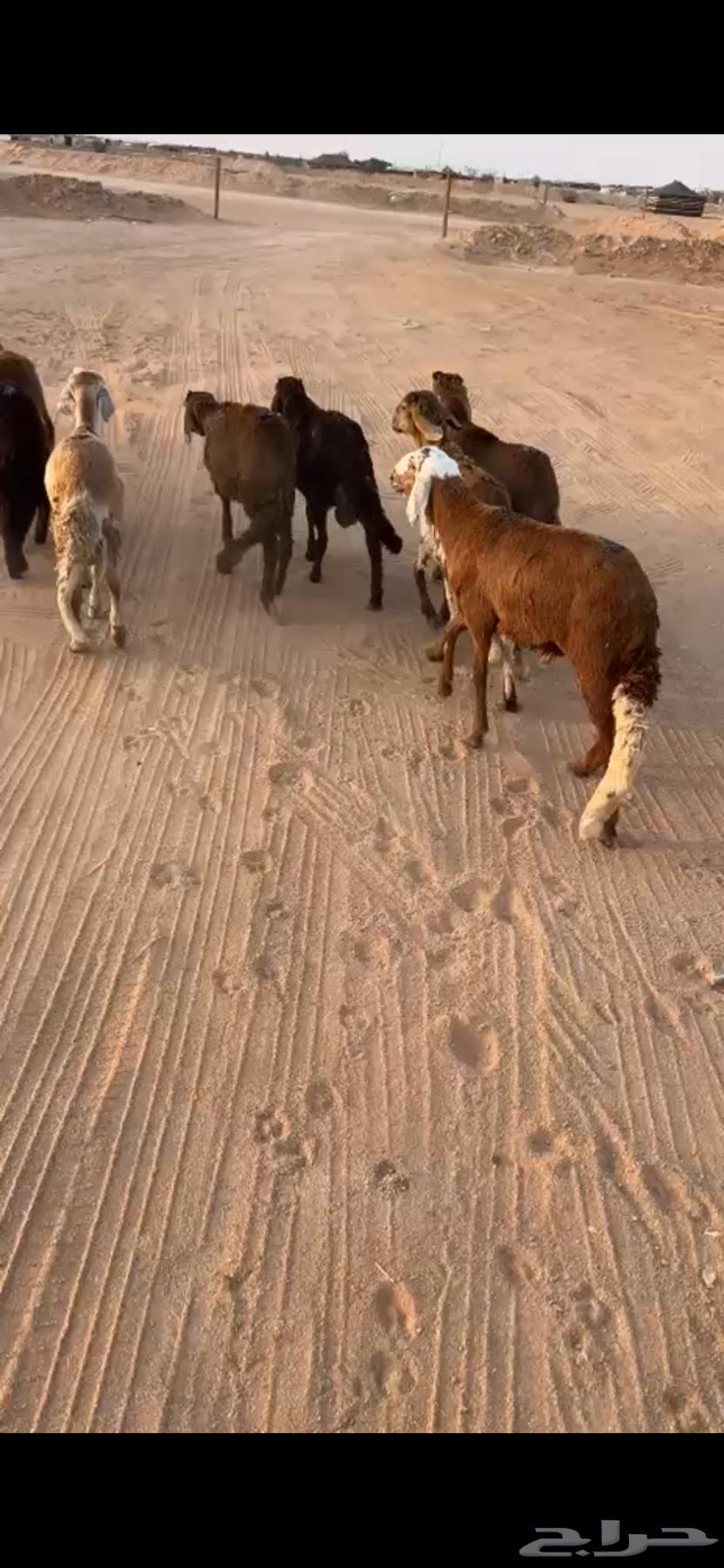 For sale, Hemery sheep ((Sold))64431115613698110