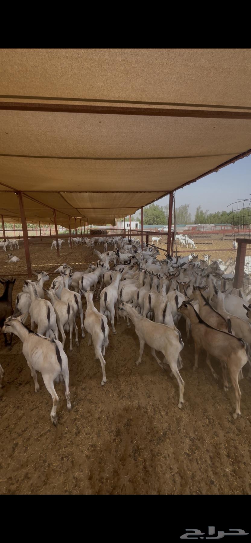 يا بلاش ذبيحتك ب 500 ريال فقط64426968761090110