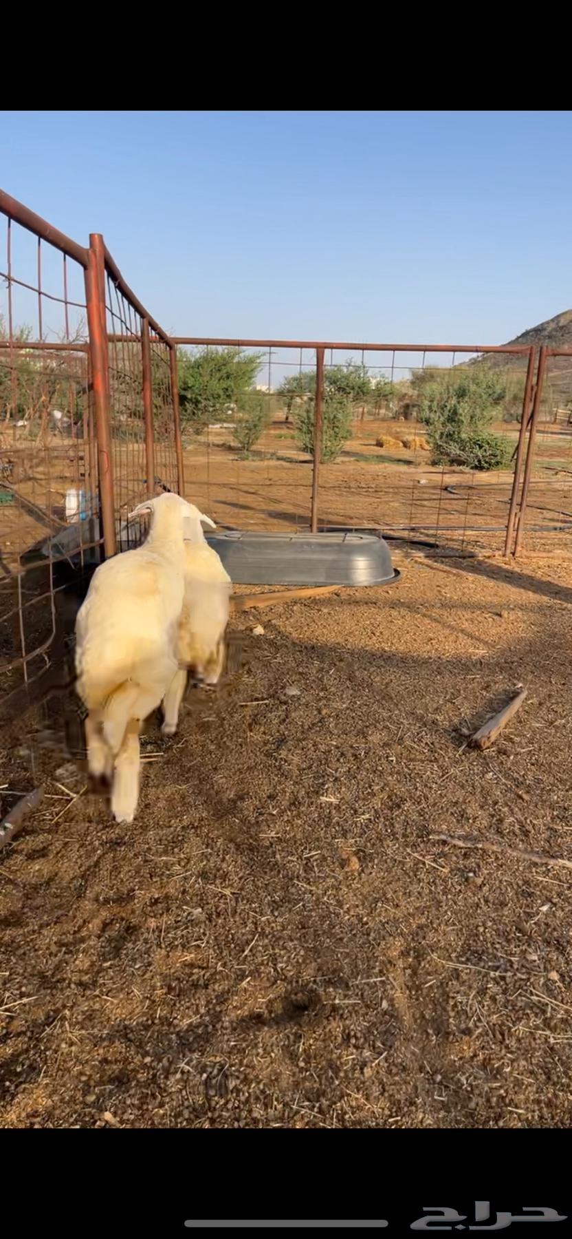 رخال بريه64427704195585110